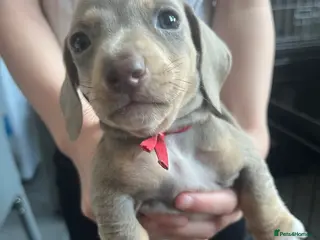 Dachshund dogs Female dachund puppies - Advert 1