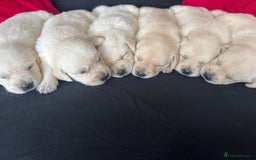 Goldador dogs for sale: Goldador puppies 3 girls - Image 10