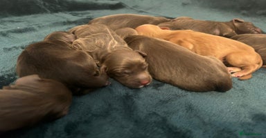 Cocker Spaniel dogs - Advert 4