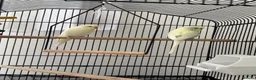 Budgerigars birds for sale: Pair of Beautiful Budgies with Cage and Toy - Advert 3