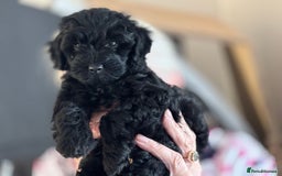 Cockapoo dogs for sale: Licensed Breeder for peace of mind  - Image 1