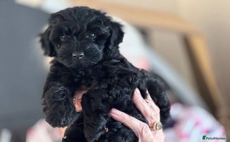 Cockapoo dogs - Advert 2