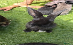 Dwarf Lop rabbits for sale: 9 Dwarf lop Rabbits ready for a new home - Image 15