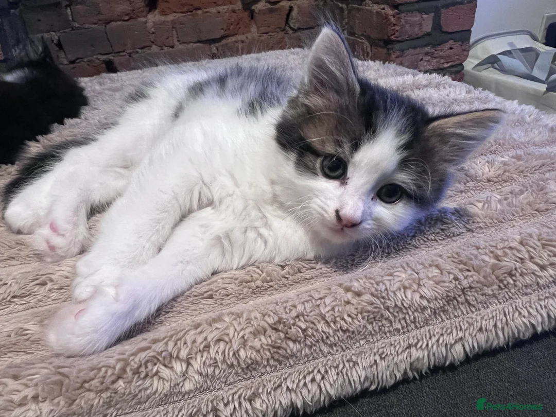 Mixed Breed cats for sale: Beautiful little male kitten  - Advert 3