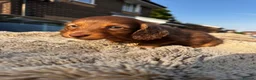 Miniature Dachshund dogs for sale: ✨KC PRA CLEAR miniature longhair dachshund  - Advert 26