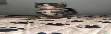 Orange collar 