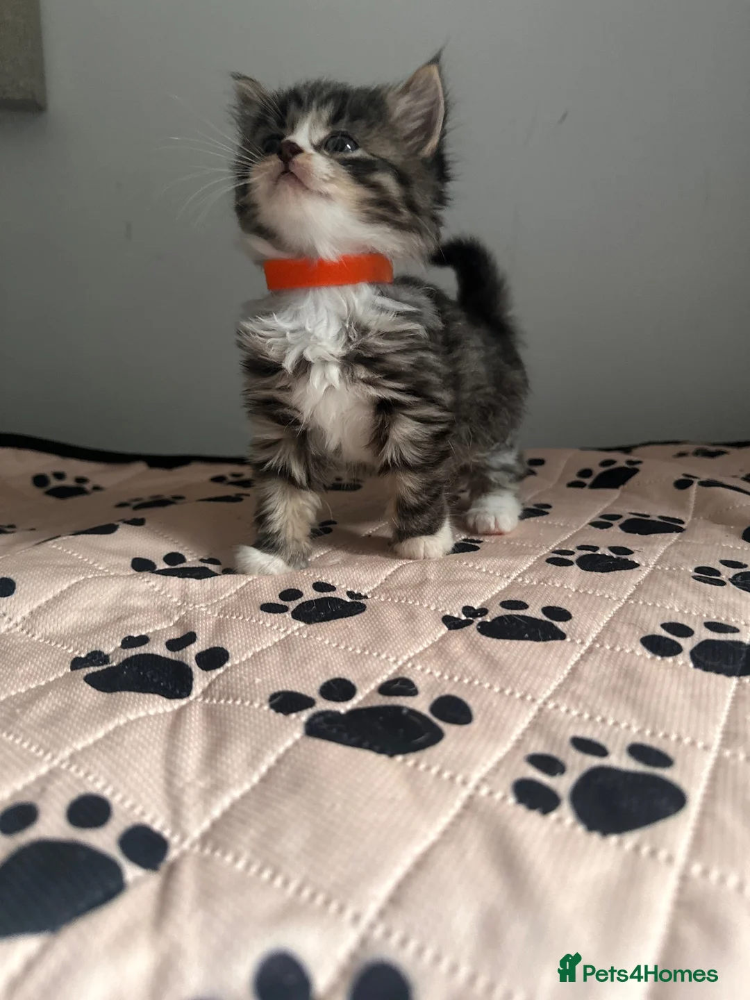 Mixed Breed cats for sale: 5 kittens looking for forever homes  - Advert 6