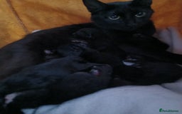 Bombay cats for sale: Three precious female kittens - Image 12