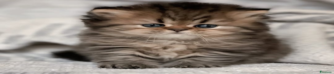 Persian Kitten 5
