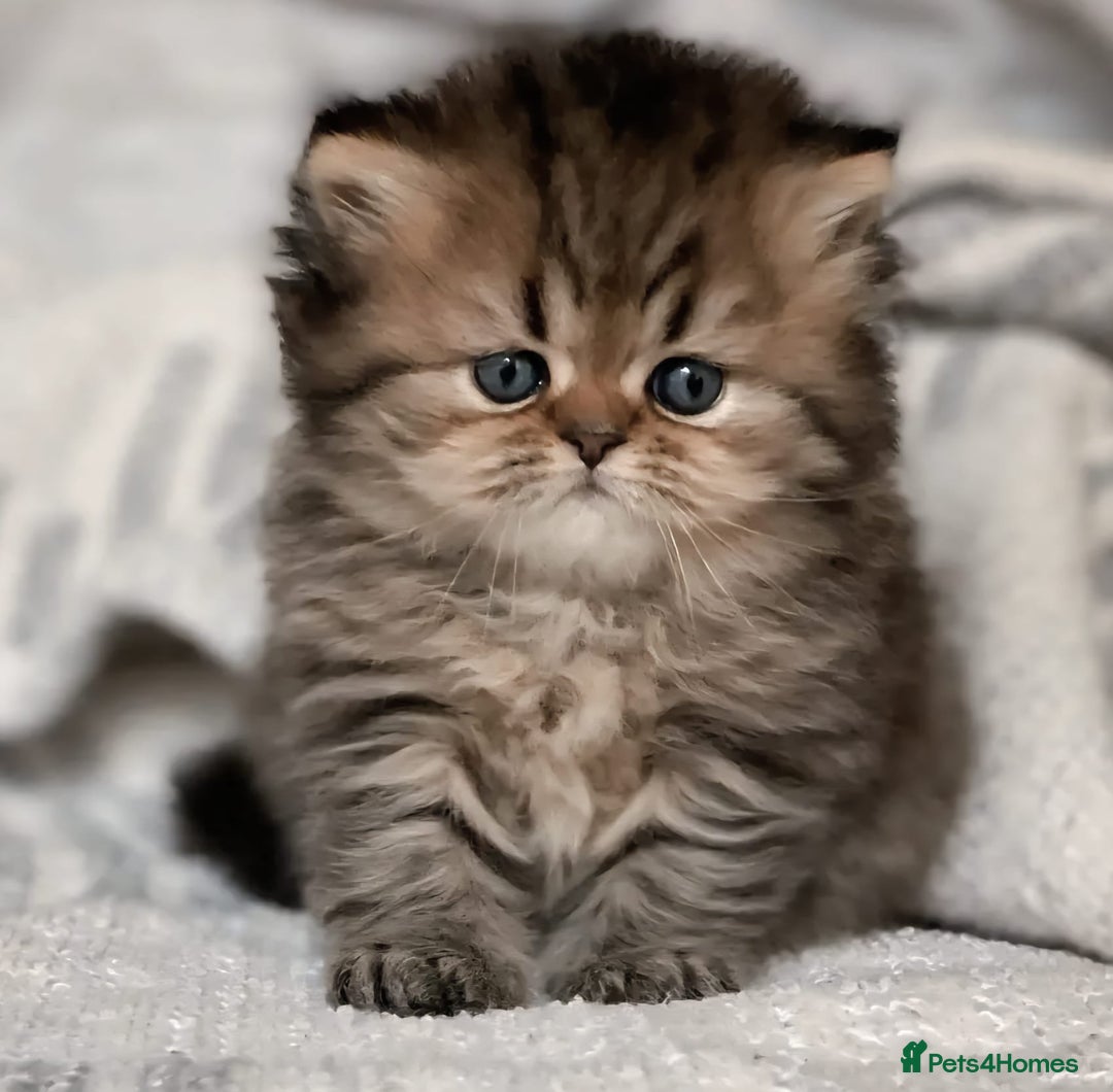 Persian cats for sale: Persian kittens  - Image 15