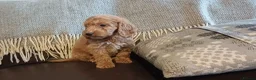 Cockapoo dogs for sale: Cockapoo puppies for sale - Advert 23