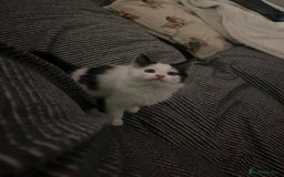 Mixed Breed cats for sale: One female white black kitten - Image 6