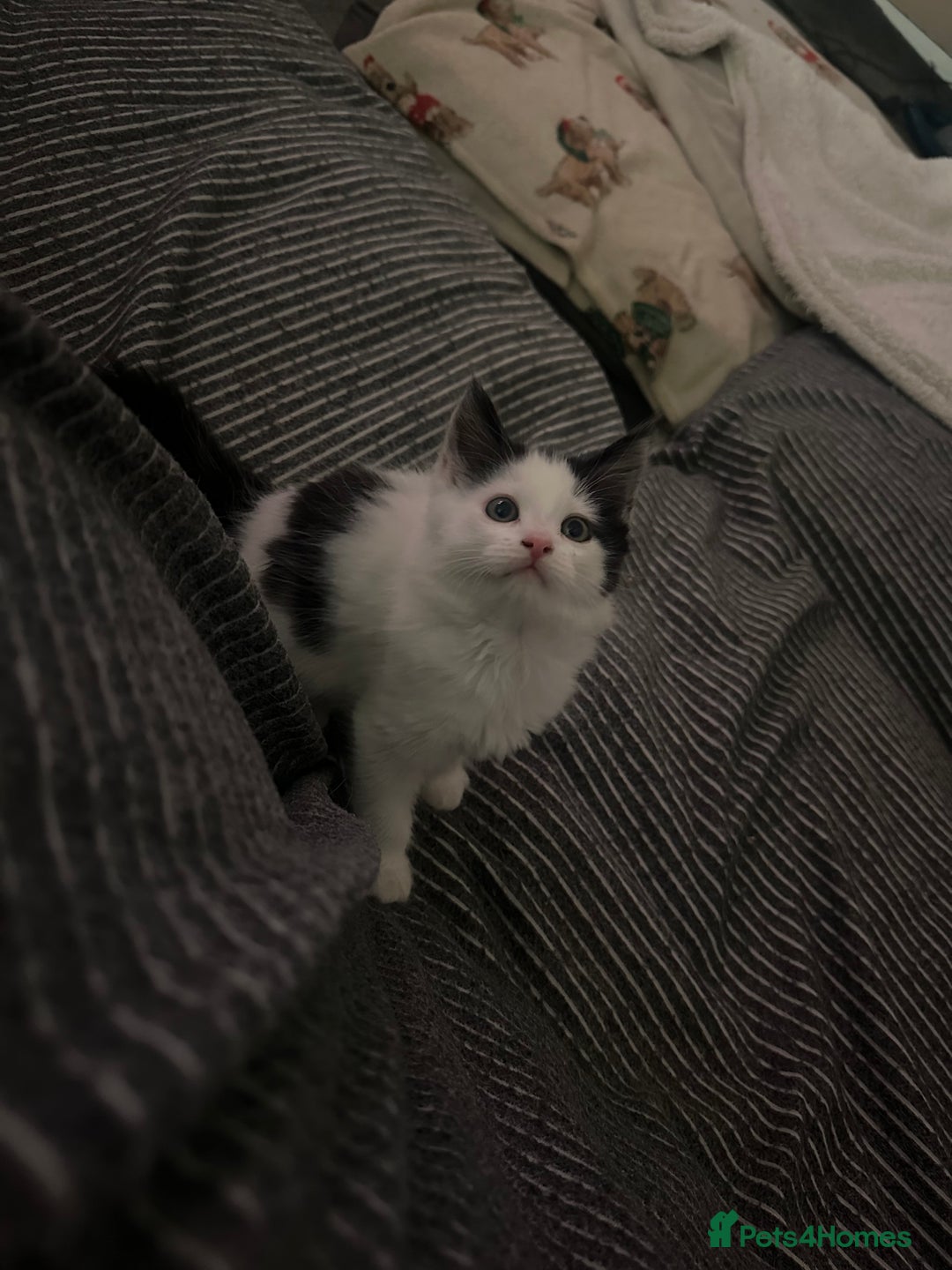 Mixed Breed cats for sale: One female white black kitten - Image 6