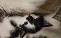 Mixed Breed cats for sale: Sweet kittens  - Image 20