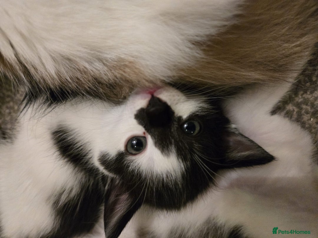 Mixed Breed cats for sale: Sweet kittens  - Image 20