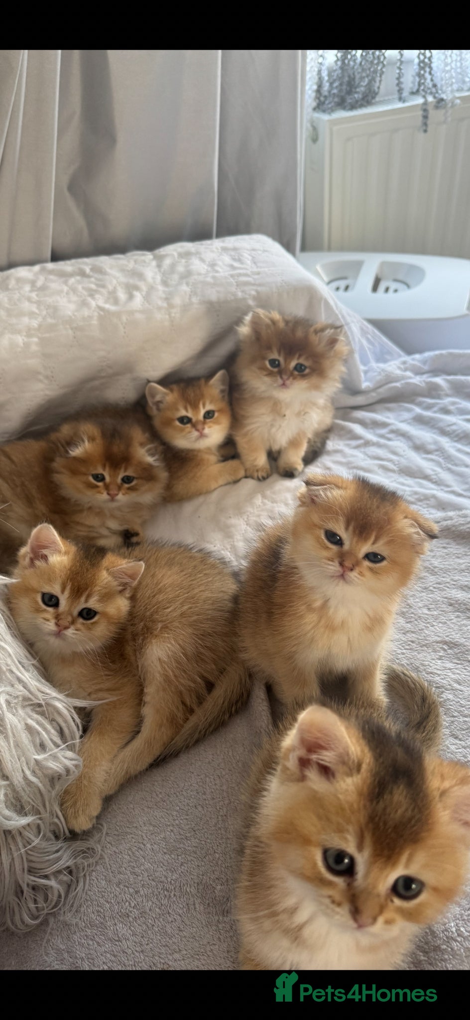 Scottish Fold cats for sale: Scottish pedigree golden kittens - Advert 5
