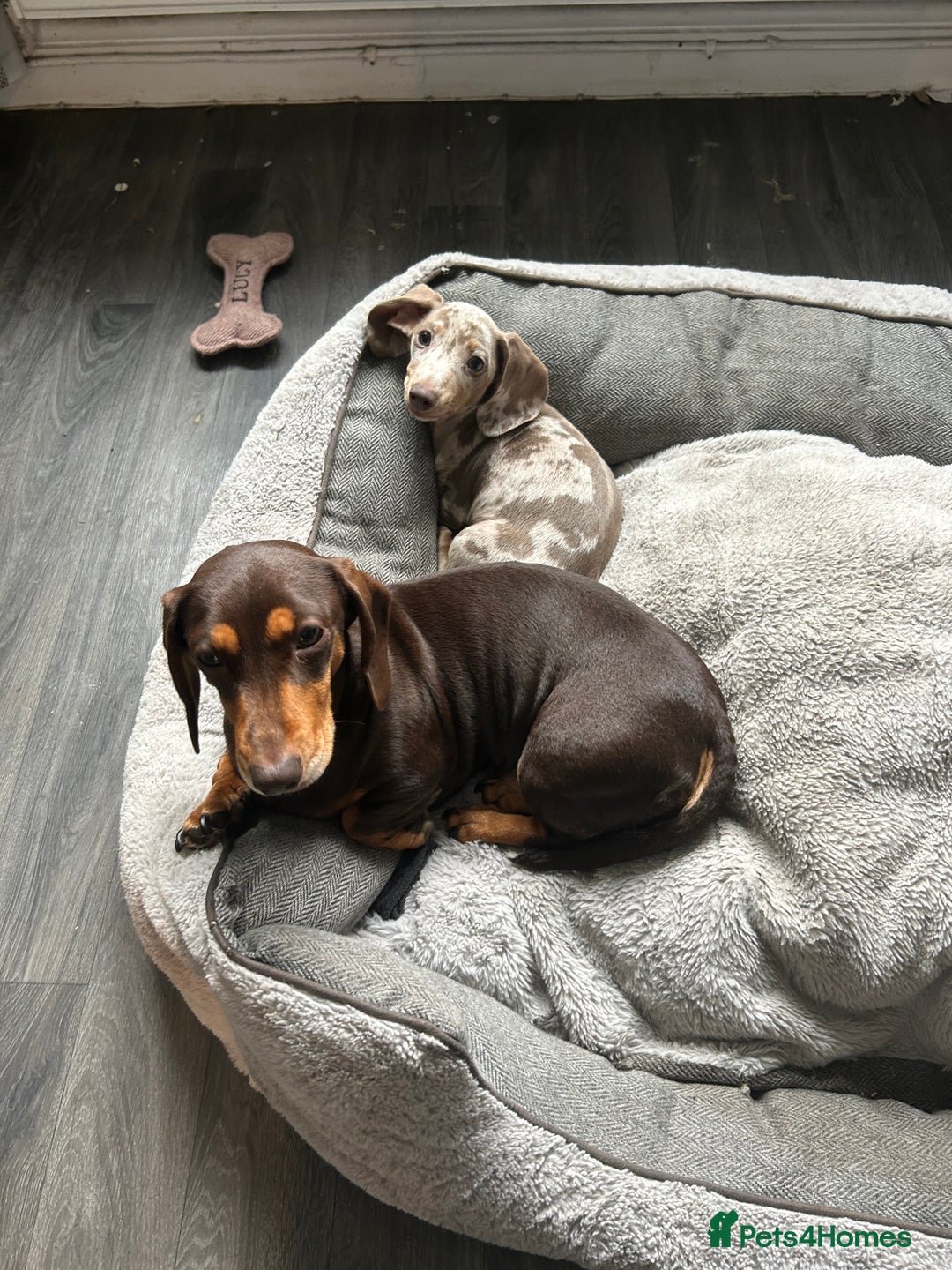 Miniature Dachshund dogs for sale: Silver dapple dachshund  - Advert 7