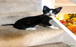 Bengal cats for sale: RARE Coats ~ Bengal/Maine Coon mix - Image 7