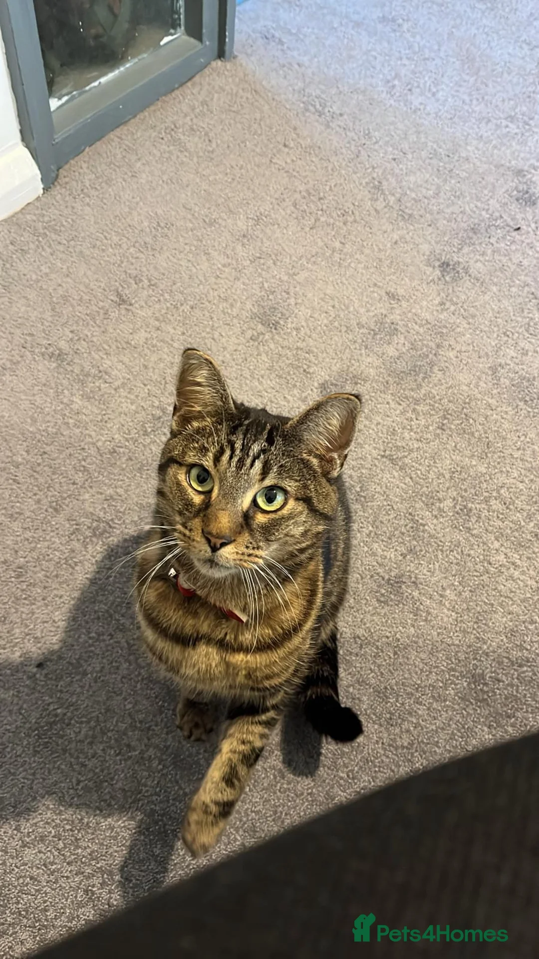 Domestic Shorthair cats for sale: Muzzie  - Advert 1