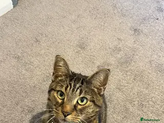 Domestic Shorthair cats Muzzie - Advert 12