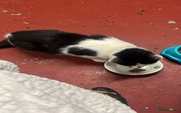 Mixed Breed cats for sale: 3 beautiful kittens - Image 3