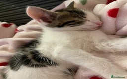 Domestic Shorthair cats for sale: Adorable, Friendly little pickles - Image 6
