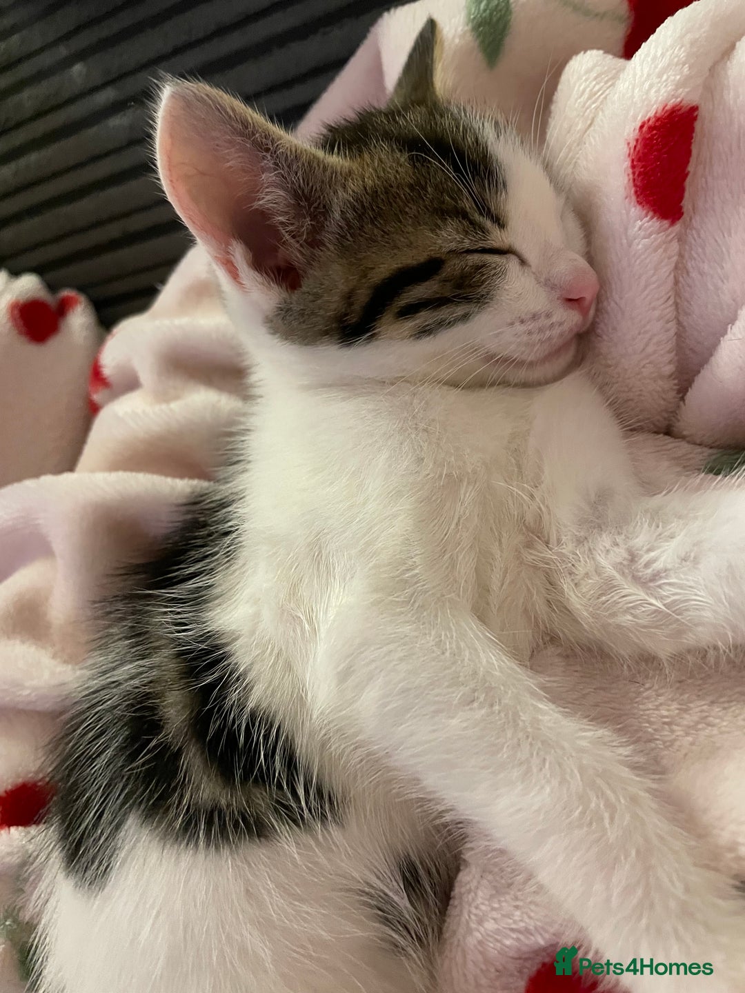 Domestic Shorthair cats for sale: Adorable, Friendly little pickles - Image 6