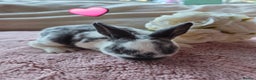 Rex rabbits for sale: 🐰🐰Beautiful baby mini rex 🐰🐰 - Advert 20