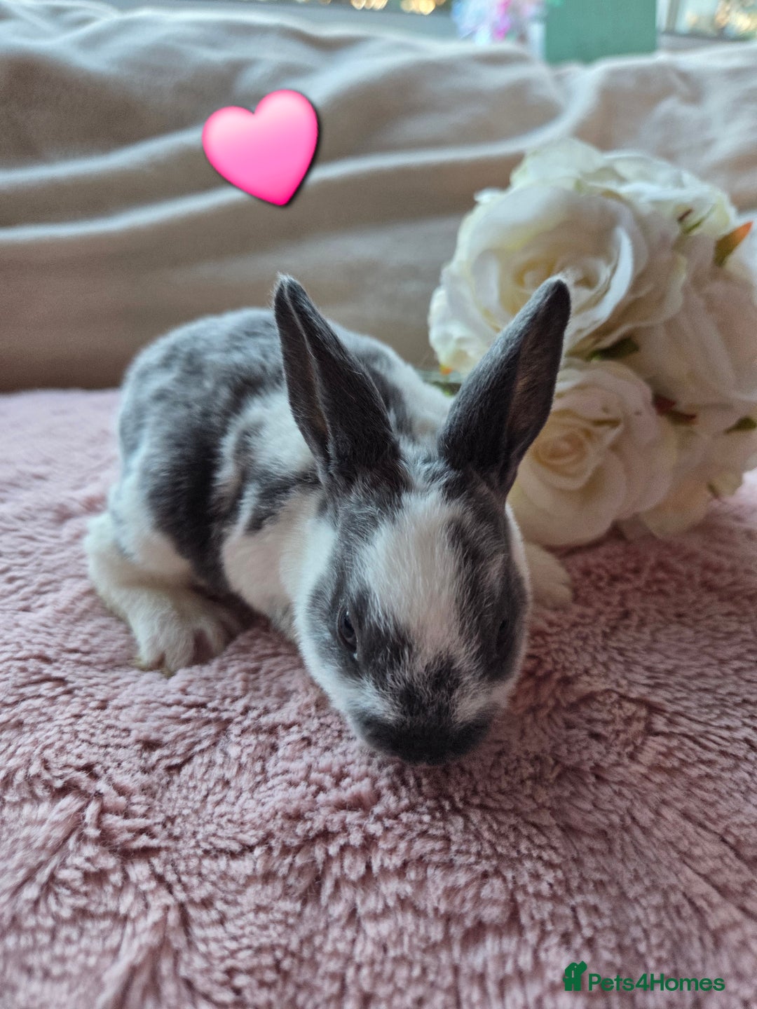 Rex rabbits for sale: 🐰🐰Beautiful baby mini rex 🐰🐰 - Advert 20