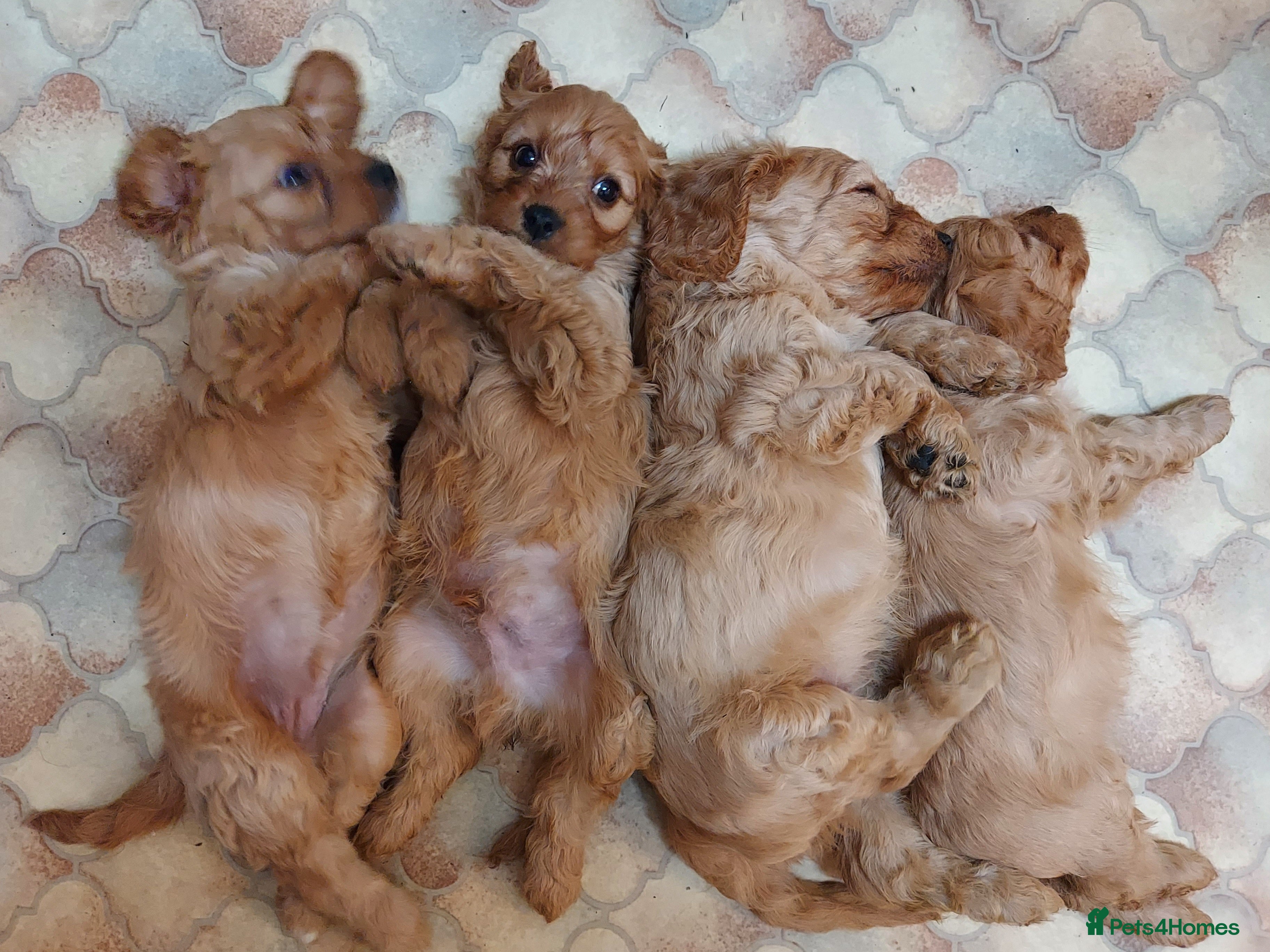 Cavapoo dogs Cavapoo Bundles of Joy 🥰 - Advert 1