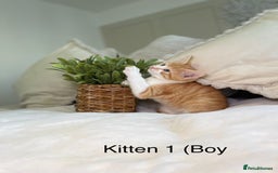 Mixed Breed cats for sale: 5 beautiful kittens 8 weeks old ready now  - Image 21