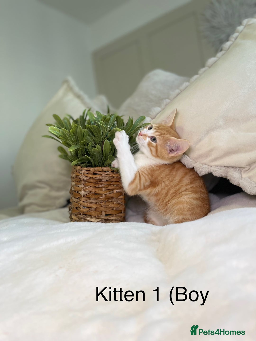 Mixed Breed cats for sale: 5 beautiful kittens 8 weeks old ready now  - Image 21