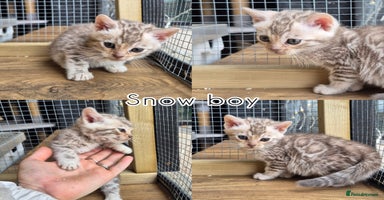 Bengal cats - Advert 2