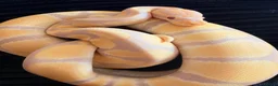 Python Snake reptiles for sale: Female Albino Ball Python possible Toffino young  - Advert 4