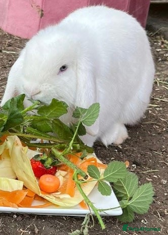 Mini Lion Lop rabbits - Advert 8