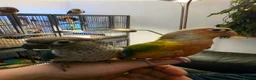 Conures birds for sale: Hand reared 325 ono - Advert 6