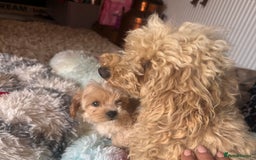 Maltipoo dogs for sale: F1 maltipoo - Image 7