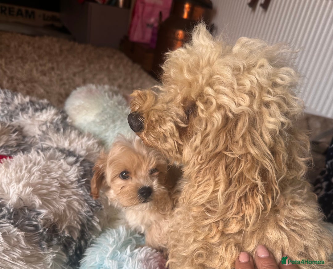 Maltipoo dogs for sale: F1 maltipoo - Image 7