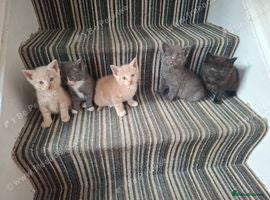 Mixed Breed cats FLUFFY MAINE COON CROSS KITTENS - Advert 2