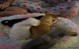 Chipoo dogs for sale: Tiny Chihuahua / Asian toy poodle  - Image 4