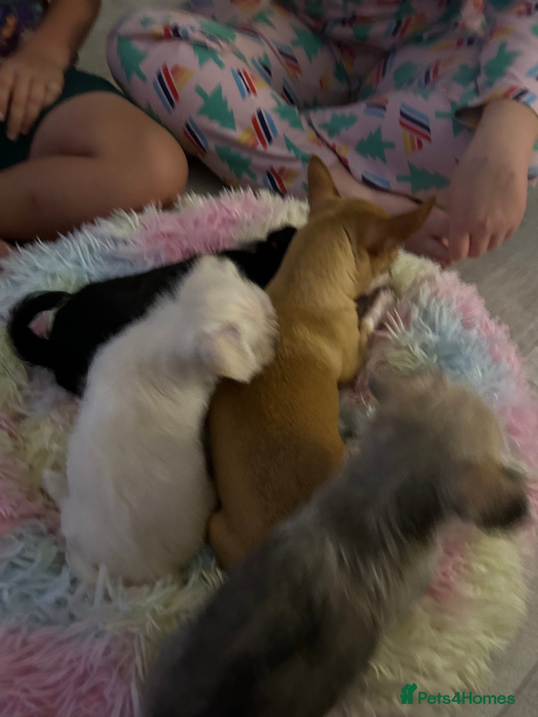 Chipoo dogs for sale: Tiny Chihuahua / Asian toy poodle  - Image 4