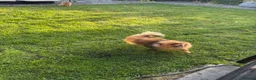 Pomeranian dogs for sale: 3 Year old male Pomeranian for sale  - Advert 5