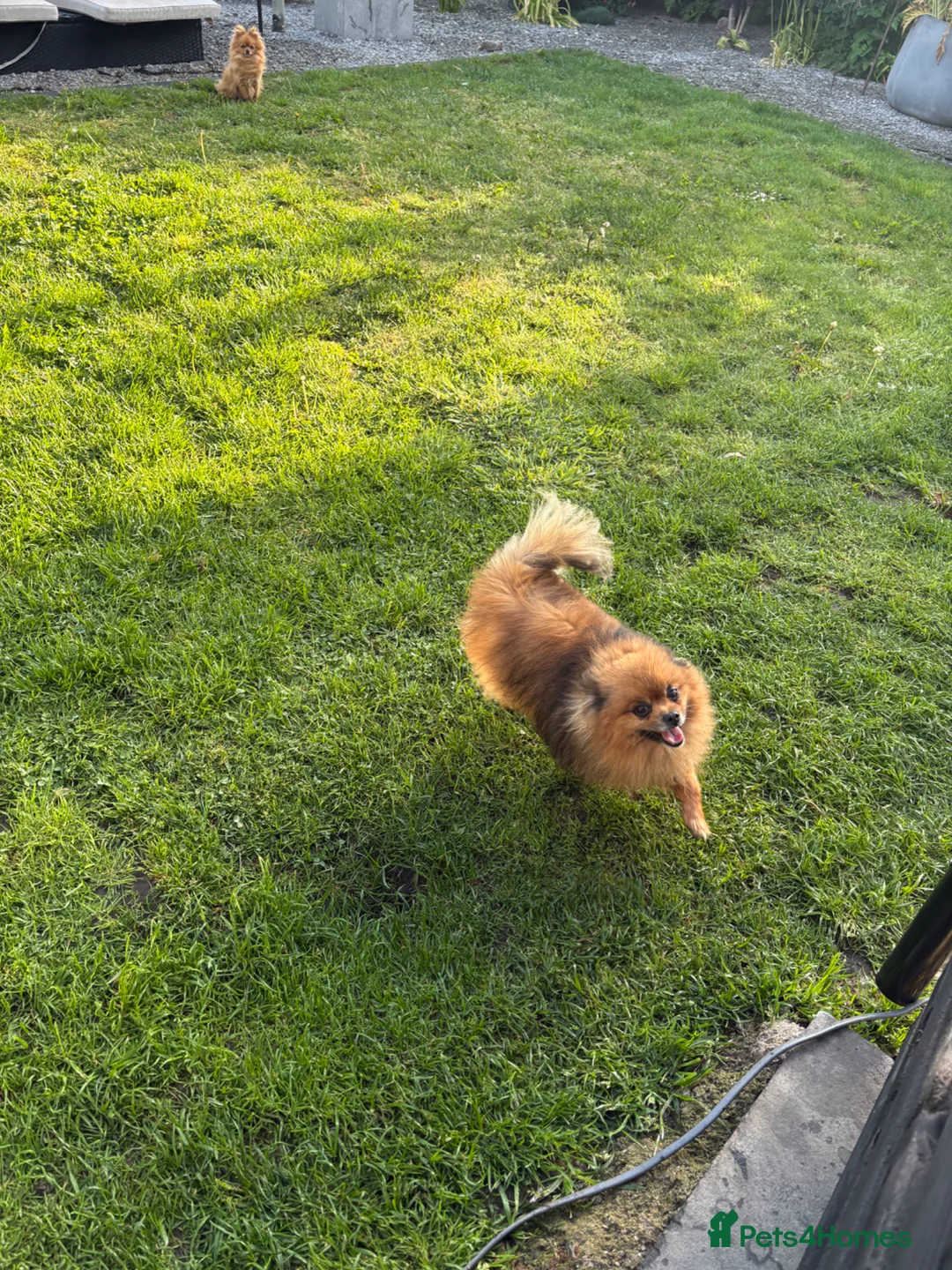 Pomeranian dogs for sale: 3 Year old male Pomeranian for sale  - Advert 5