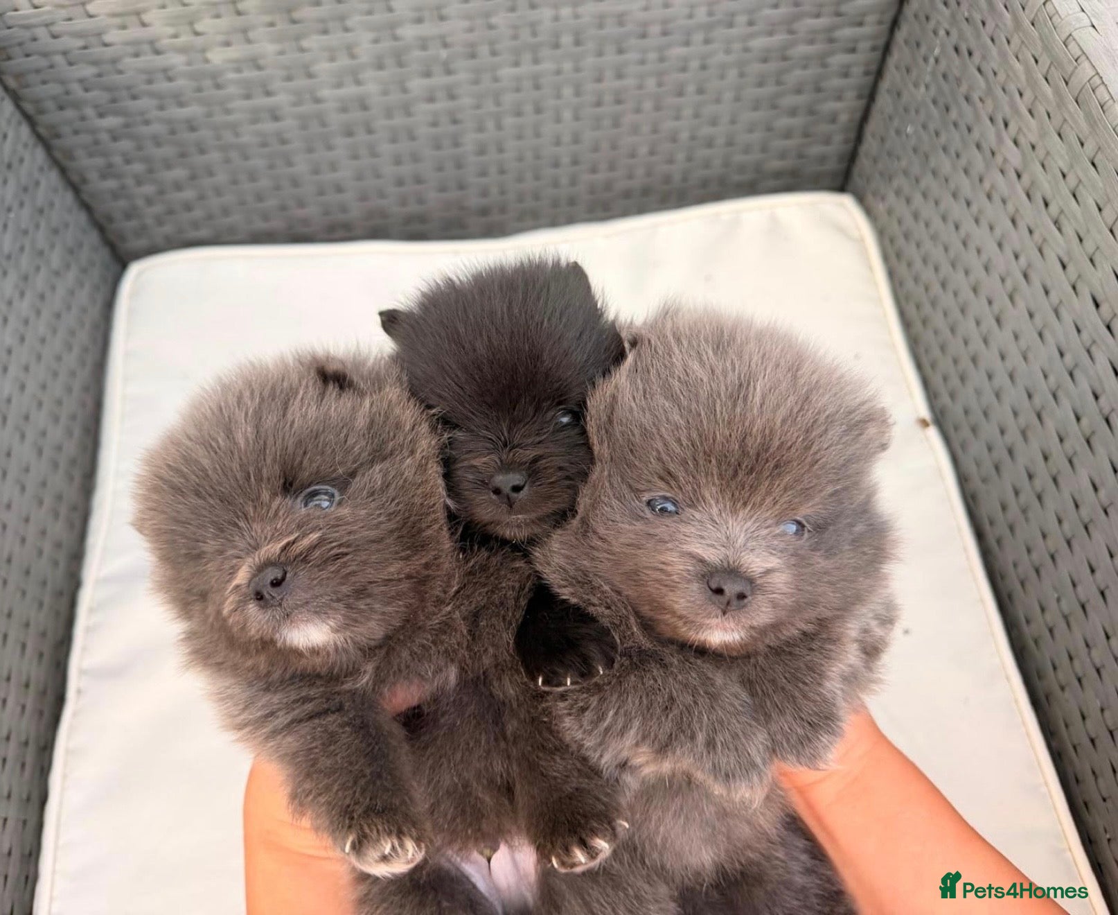 Pomeranian dogs Lilac and black Pomeranian puppies   - Advert 1