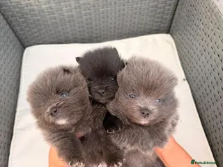 Pomeranian dogs Lilac and black Pomeranian puppies - Advert 1