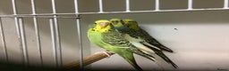Budgerigars birds for sale: Young and Adult Budgies - Advert 7
