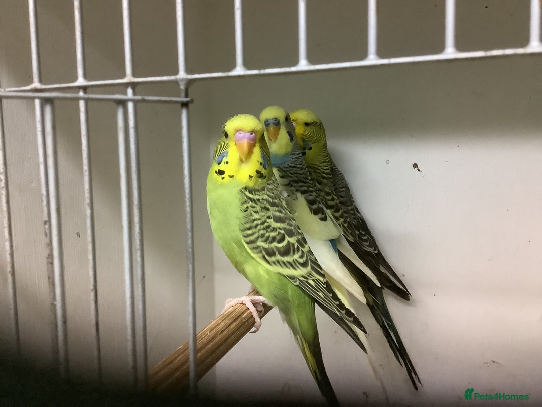 Budgerigars birds for sale: Young and Adult Budgies - Advert 7