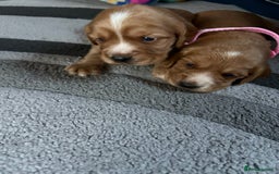 Cocker Spaniel dogs for sale: Working cocker Spainel puppys  - Image 14