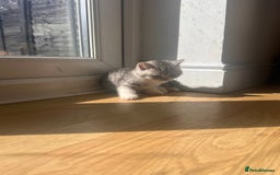 Scottish Fold cats for sale: Scottish fold and straights - Image 14