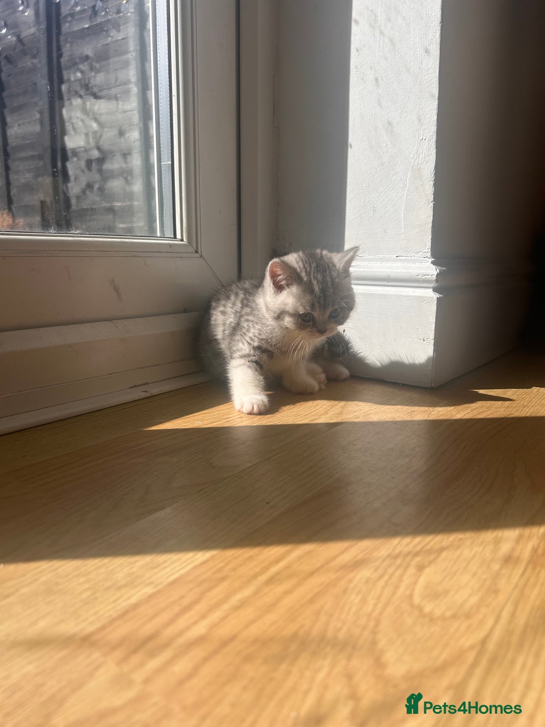 Scottish Fold cats for sale: Scottish fold and straights - Image 14